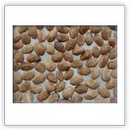 When they ate of the lotus tree they would forget their friends and homes and would lose their desire to return t. Ziziphus Lotus Lotus Tree Seeds Plants Dried Herbs