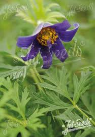 Image result for Palisota ambigua