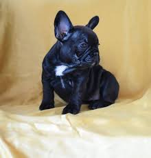 Ville de montréal il y a moins de 43 minutes. Teacup French Bulldogs French Bulldog Puppies Blue French Bulldog Puppies French Bulldog Dog