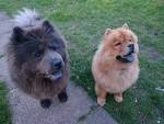 Chow Chow Dog Breed Information - American Kennel Club