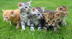 And what really goes on when a cat becomes pregnant? How Do I Know If My Cat Is Pregnant