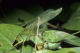 Katydids are relatives of the grasshopper and cricket. Mating Fork Tailed Bush Katydids Scudderia Furcata Bugguide Net