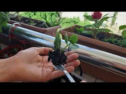 Image result for Kalanchoe latisepala
