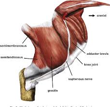 Feel the spine being pulled in opposite directions as you press the head down. Pdf The Hip Adductor Muscle Group In Caviomorph Rodents Anatomy And Homology Semantic Scholar
