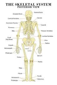 The Skeletal System Posterior View Anatomical Chart Scientific Poster Print