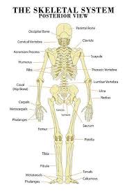 the skeletal system posterior view anatomical chart scientific poster print