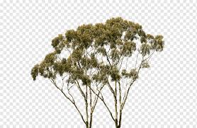 Espresso machines use 132 pounds per square inch of pressure to extract coffee. Flora Of Australia Png Images Pngwing