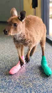 Orphaned Baby Kangaroo Is So Happy To Meet His New Family | Facebook
