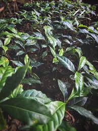 Coffea Arabica Seedlings By Coffeellera Roasted Coffee Beans Coffee Roasting Coffea Arabica