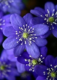 Hepatica Nobilis Beautiful Flowers Purple Flowers Flowers Nature