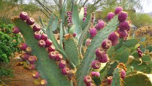 Food such as this can be highly valuable. Fruit Of The Heart Use Cactus Fruit For Jelly