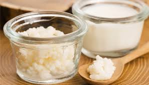 Bacilo De Kefir Trabalhos Escolares