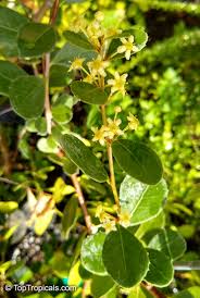 Image result for Maytenus