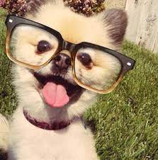 Pictures of lions, tigers, bears, dogs, cats, wolves, cows, alpacas we're always adding new pictures of animals to our virtual zoo. Funny Animal Pictures Home Facebook