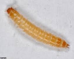 Aug 21, 2020 · cocoons:you may also see the webby cocoons on top of cabinets and in corners. How To Figure Out What The Tiny White Yellow Worms Crawling Around On The Kitchen Floor Are Quora
