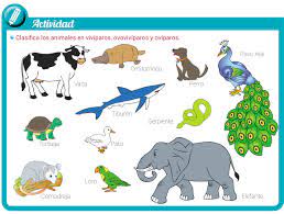 Animales Oviparos Viviparos Y Ovoviviparos Cuales Son Y Que Diferencias Tienen Escolar Abc Color