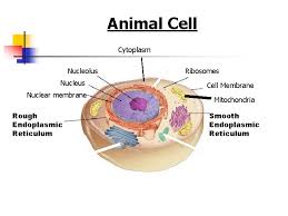 They serve as batteries, powering various functions of the cell and the organism as a whole. Plant And Animal Cell Structures Objective 2 0