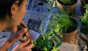 Jardinagem Em Casa Dicas Para Cultivar Plantas