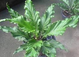 Unduh gambar gambar gratis yang menakjubkan tentang daun. Naik Daun Lagi Ini 6 Langkah Praktis Menanam Bunga Gelombang Cinta Dalam Pot Klik Hijau