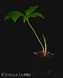 Image result for Anchomanes