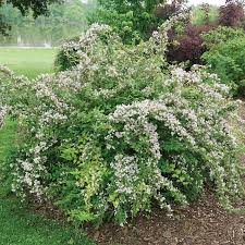 Image result for Kolkwitzia