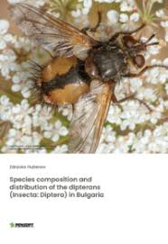 Image result for Erythrocephalum decipiens