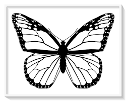 Los Mas Lindos Dibujos De Mariposas Para Colorear Y Pintar A Todo Color Imagenes Prontas P Mariposas Para Colorear Dibujos De Mariposas Como Dibujar Mariposas