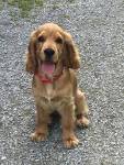 Cocker Spaniel, American For Sale in Virginia - Hoobly ...