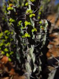 Image result for Euphorbia schinzii