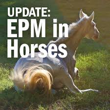 Special Feature Update Epm In Horses Horses Horse Health Veterinarian