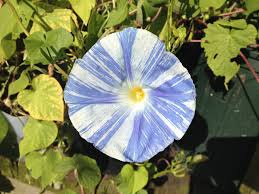Image result for Ipomoea tricolor