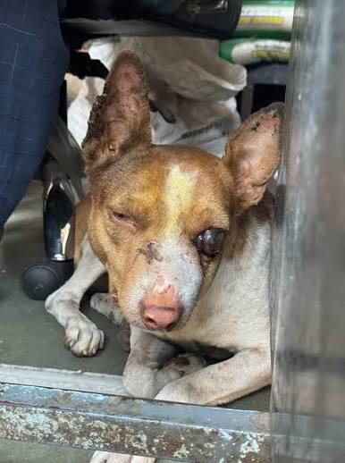 Help for injured dog in Mumbai