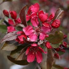 We offer a large variety of ornamental crab apples for sale with free shipping. Malus Profusion Crab Apple Tree Mail Order Trees