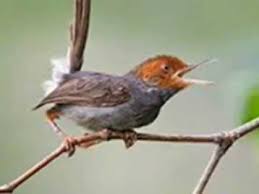 Unboxing beda tekukur jantan atau betina# 9 perbedaan fisik burung derkuku jantan dan betina paling lengkap written by zi. Cara Membedakan Ciri Ciri Prenjak Jantan Dan Betina Terlengkap By Salsa Bilah