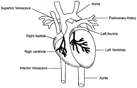 Check spelling or type a new query. Icse Solutions For Class 10 Biology The Circulatory System A Plus Topper