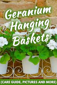 For your hanging basket, select those that will give a long bloom season (see lists). Geranium Hanging Baskets Care Guide Pictures And More Garden Tabs