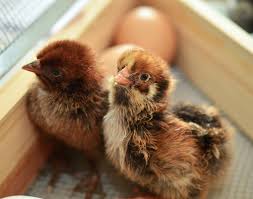 Bantams though come not only s/r but also all breeds. 5 Tips For Raising Backyard Chickens Valley Table