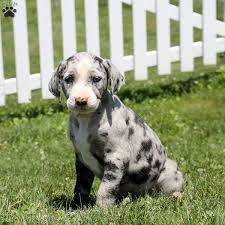 Annie Catahoula Leopard Dog Puppy For Sale In Pennsylvania