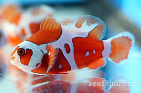Peace Keeper Maroon Clownfish Is A Stunning New Strain Of Premnas Clown Fish Saltwater Aquarium Fish Fish