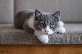 In extreme cases, a cat may lose one or more teeth. When Do Kittens Lose Their Baby Teeth Petset Com