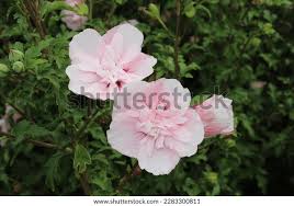 Image result for Hibiscus syriacus ´Pink Chiffon
