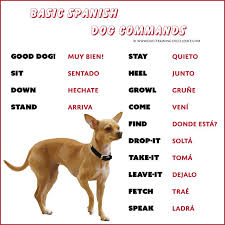 Spanish Dog Commands Tap The Pin For The Most Adorable Pawtastic Fur Baby Apparel You Ll Love The Dog Clothe Dog Commands Easiest Dogs To Train Dog Training