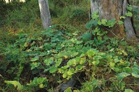 Image result for Lagenaria rufa