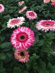 Varazslatos Gerberak Gerbera Daisy Daisy Art Flower Wallpaper