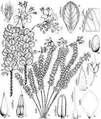 Image result for Sauvagesia