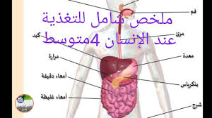 المراجعة النهائية لشهادة التعليم المتوسط في العلوم الطبيعية التغذية عند الإنسان 2020 Youtube