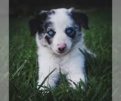 We did not find results for: View Ad Border Collie Puppy For Sale Near Missouri Strafford Usa Adn 145687