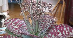 Image result for Kalanchoe humilis