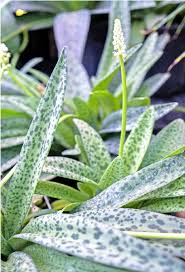 Image result for Drimiopsis