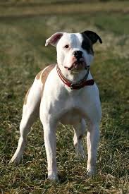 This dog is goofy and stubborn, and he loves to play. American Bulldog Zwinger Flying Bulldogs Adlkofen Bayern Bild 3 Snautz De Hunde Hunderassen Schone Hunde